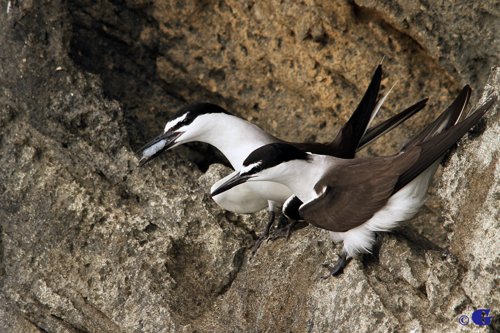 Bridled terns. Photo by Gabriel Lugo. All rights reserved.