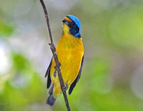 Male antillean euphonia. Photo by Julio Salgado. Copyright Julio Salgado. All rights reserved. 