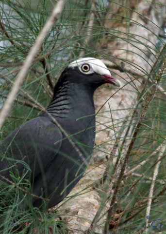White-crowned pigeon. Photo by Gabriel Lugo. All rights reserved.