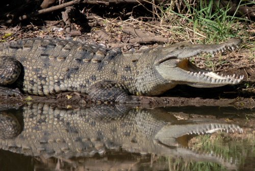 American crocodile. Photo by Rick Taylor. All rights reserved.