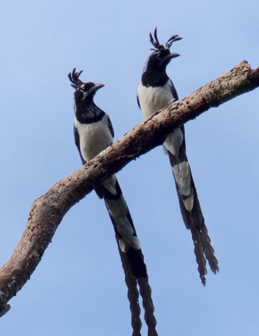 Black-throated magpie-jays paste a copy below but how it will format is anyones guess