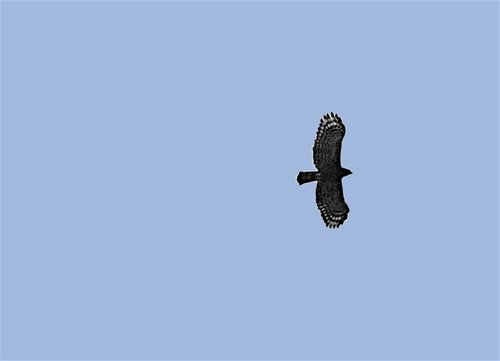 Black hawk-eagle first discovered in san blas area in 2007. Photo by Mike West. All rights reserved.