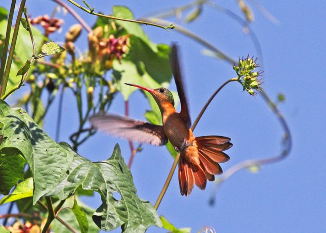 Cinnamon hummingbird. Photo by John Hoffman. All rights reserved.