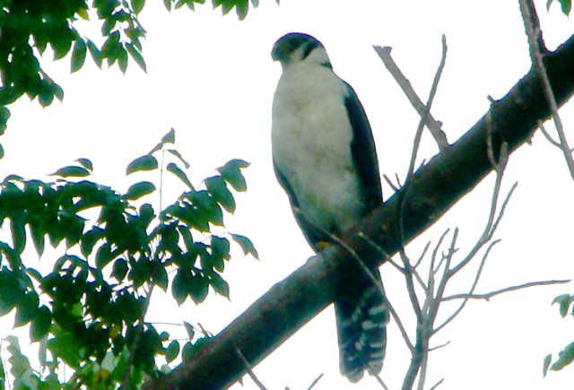 Collared forest-falcon. Photo by Rick Taylor. Copyright Borderland Tours. All rights reserved.