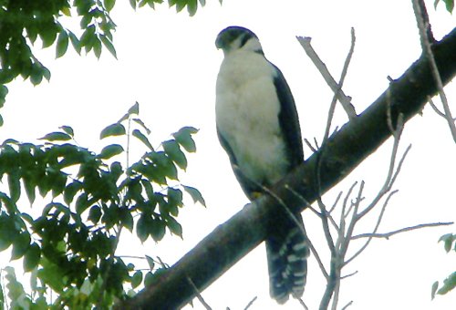 Collared forest-falcon. Photo by Rick Taylor. Copyright Borderland Tours. All rights reserved. 