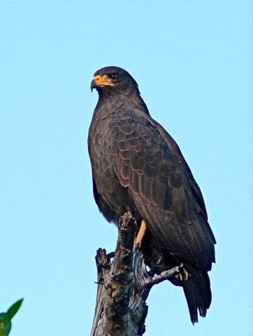Common black-hawk. Photo by Rick Taylor. Copyright Borderland Tours. All rights reserved.