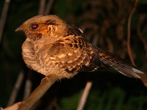 Common pauraque. Photo by Rick Taylor. Copyright Borderland Tours. All rights reserved.