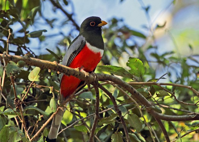 Elegant trogon. Photo by John Hoffman. All rights reserved.