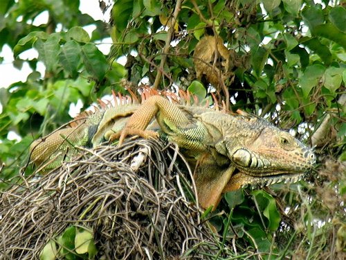 Green iguana. Photo by Sam Palmer. All rights reserved.