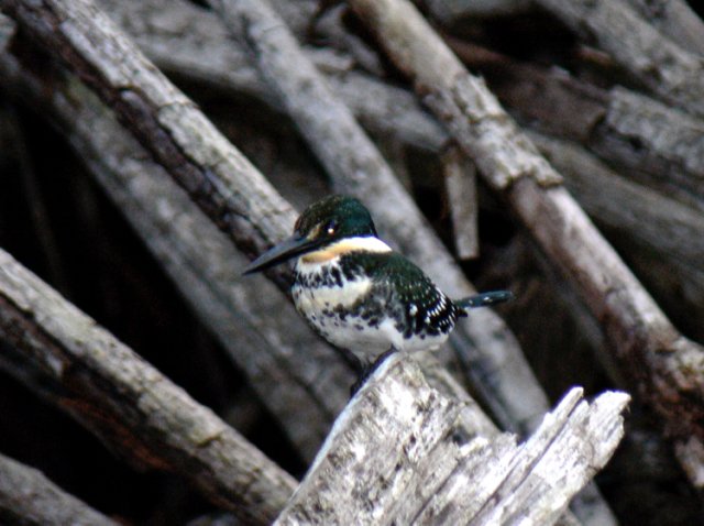 Green kingfisher. Photo by Mike West. All rights reserved.