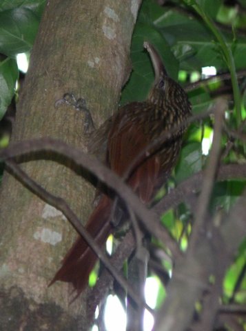 Ivory-billed woodcreeper. Photo by Rick Taylor. All rights reserved.