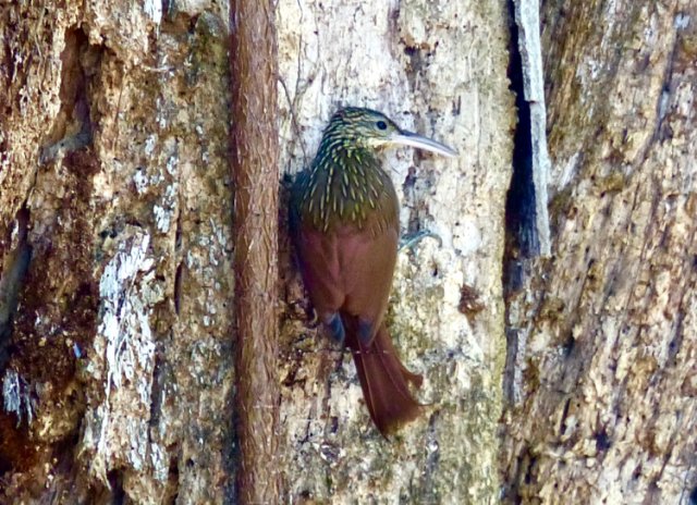 Ivory-billed woodcreeper. Photo by Rick Taylor. Copyright Borderland Tours. All rights reserved.
