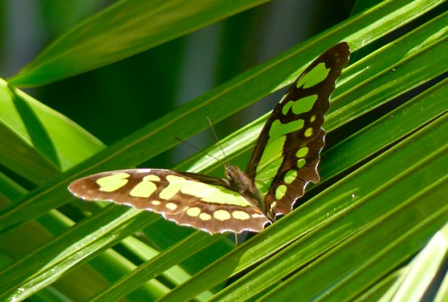 Malachite. Photo by Rick Taylor. Copyright Borderland Tours. All rights reserved.