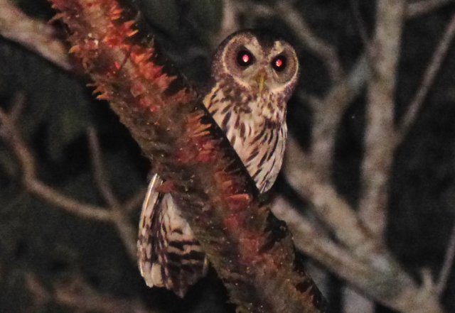Mottled owl. Photo by Rick Taylor. Copyright Borderland Tours. All rights reserved.