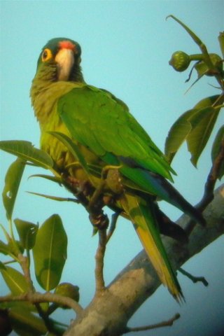 Orange-fronted parakeet. Photo by Ollie Oliver. All rights reserved.