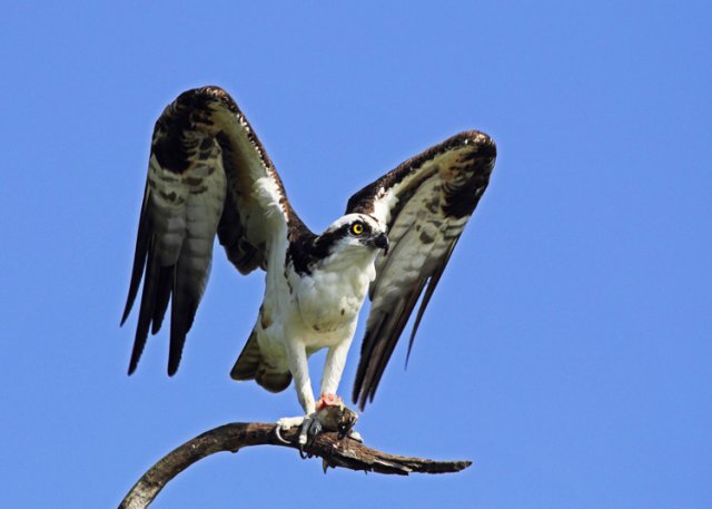 Osprey. Photo by John Hoffman. All rights reserved.
