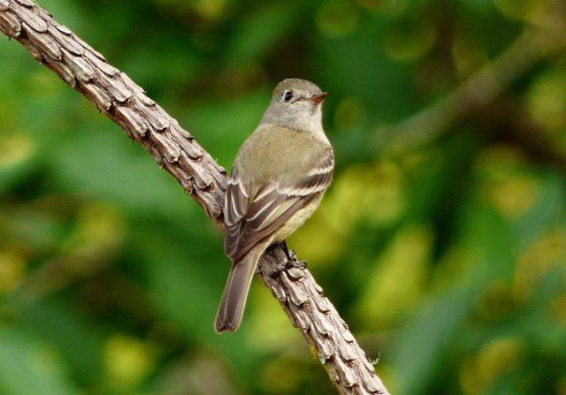 Pine flycatcher. Photo by Rick Taylor. Copyright Borderland Tours. All rights reserved.