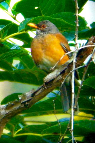 Rufuous-backed robin. Photo by Ollie Oliver. All rights reserved.