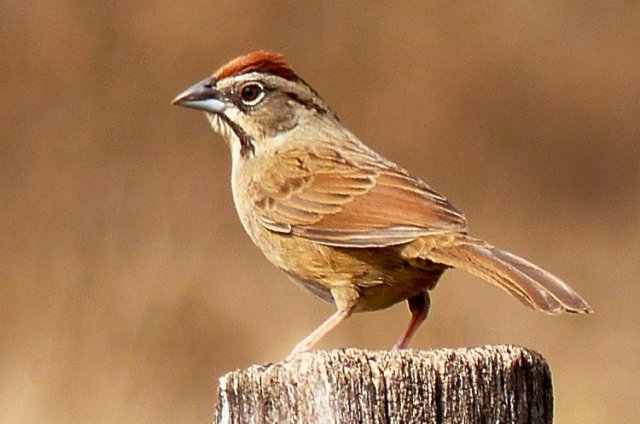 Rusty sparrow. Photo by Rick Taylor. Copyright Borderland Tours. All rights reserved.