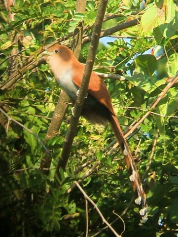 Squirrel cuckoo. Photo by Rick Taylor. Copyright Borderland Tours. All rights reserved.