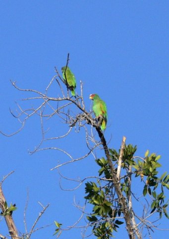 White-fronted parrots. Photo by Rick Taylor. All rights reserved.