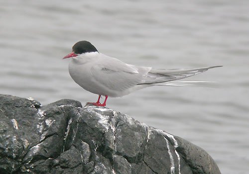Arctic tern. Photo by Richard Fray. All rights reserved.