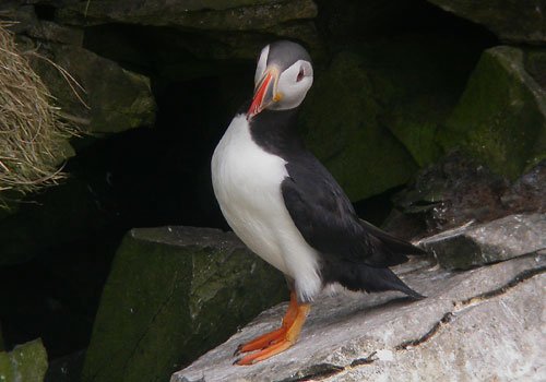 Atlantic puffin at sumburgh head. Photo by Richard Fray. All rights reserved.