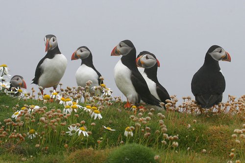Atlantic puffins. Photo by Rob Fray. All rights reserved.