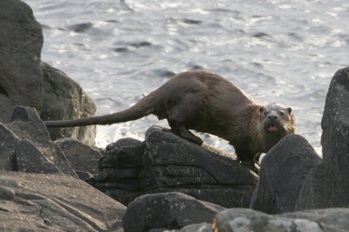 Eurasian otter. Photo by Rob Fray. All rights reserved.