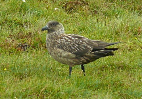Great skua shetland islands. Photo by Rick Taylor. Copyright Borderland Tours. All rights reserved.
