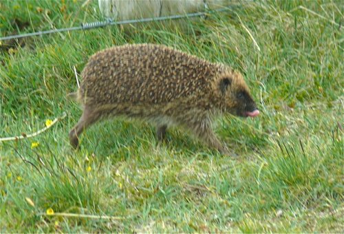 Hedgehog on unst shetland islands. Photo by Rick Taylor. Copyright Borderland Tours. All rights reserved.