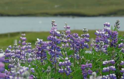Lupine in the shetland islands. Photo by Rick Taylor. Copyright Borderland Tours. All rights reserved.