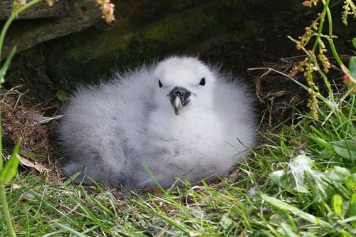Northern fulmar chick. Photo by Rob Fray. All rights reserved.