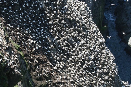 Northern gannet colony. Photo by Rob Fray. All rights reserved.