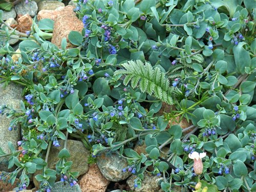 Oysterplants in blossom mainland shetland islands. Photo by Rick Taylor. Copyright Borderland Tours. All rights reserved.