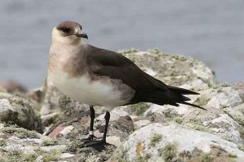 Parasitic jaeger. Photo by Rob Fray. All rights reserved.