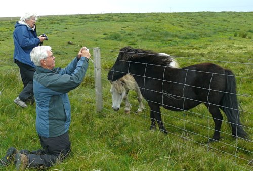 Photographing shetland ponies. Photo by Rick Taylor. Copyright Borderland Tours. All rights reserved.