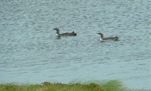 Red-throated loons. Photo by Rick Taylor. Copyright Borderland Tours. All rights reserved.