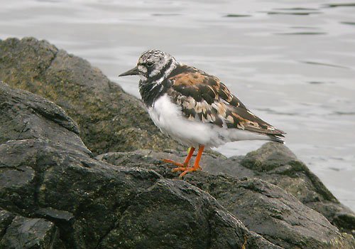 Ruddy turnstone. Photo by Richard Fray. All rights reserved.