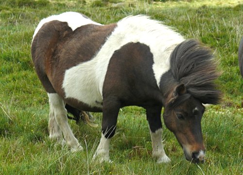 Shetland pony. Photo by Rick Taylor. Copyright Borderland Tours. All rights reserved.