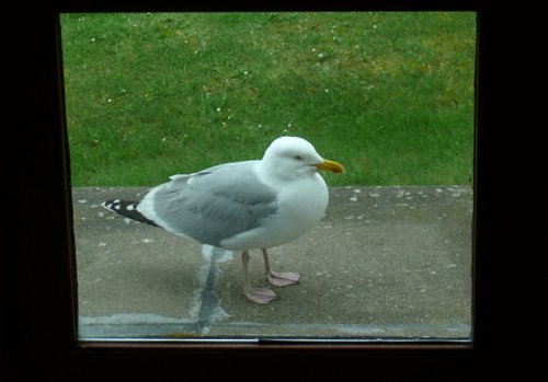 The herring gull on the back porch shetland islands. Photo by Rick Taylor. Copyright Borderland Tours. All rights reserved.