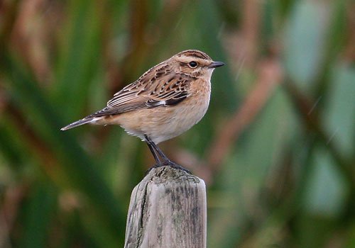 Whinchat at virkie. Photo by Richard Fray. All rights reserved.