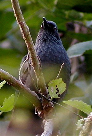 Blue mockingbird. Photo by Dave Mackay. All rights reserved.
