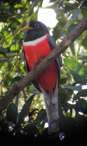 Elegant trogon. Photo by Dave Mackay. All rights reserved.