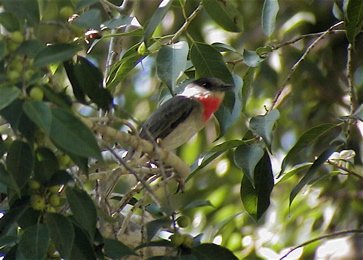 Rose-throated becard. Photo by Dave Mackay. All rights reserved.