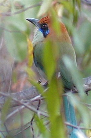 Russet-crowned motmot. Photo by Dave Mackay. All rights reserved.