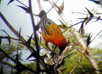 Streak-backed oriole. Photo by Dave Mackay. All rights reserved.