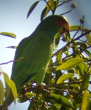 White-fronted parrot. Photo by Dave Mackay. All rights reserved.