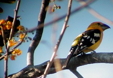 Yellow grosbeak. Photo by Dave Mackay. All rights reserved.