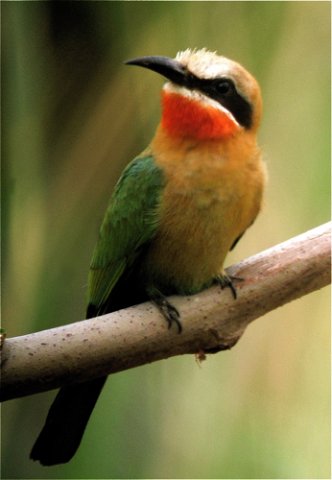 White-fronted bee-eater. Photo by Rick Taylor. Copyright Borderland Tours. All rights reserved.